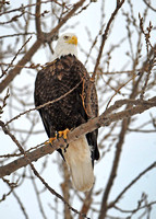 Photo Op-Ed: Bald Eagle