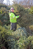 Christmas tree clean-up